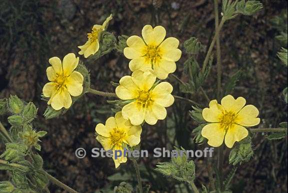 potentilla recta 2 graphic